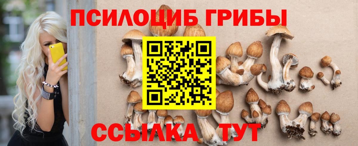 Галлюциногенные грибы Psilocybe Светлоград